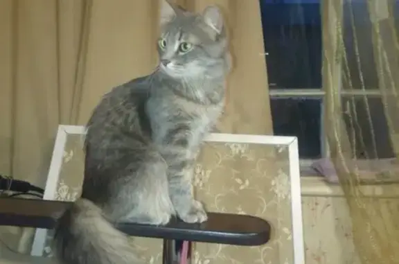 Кошки потеряшки, Новосибирск, фото: Потеряшка кошка на улице Добролюбова, Новосибирск.