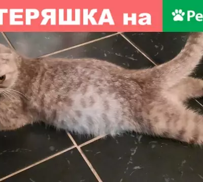 Пропала беременная кошка в Базарном Карабулаке на ул. Халтурина