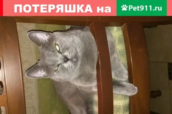 Пропал кот в Москве, Хорошёвский проезд, возраст-5лет