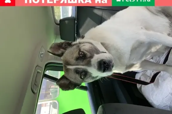 Собака ищет дом в Екатеринбурге, микрорайон Широкая Речка