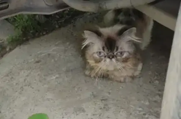 Стриженая пёстрая кошка с капсулой в Краснодаре
