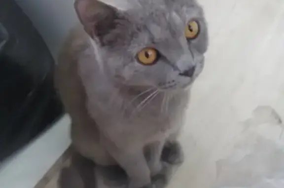 Найдена кошка в Омске на ул. 50 лет Профсоюзов