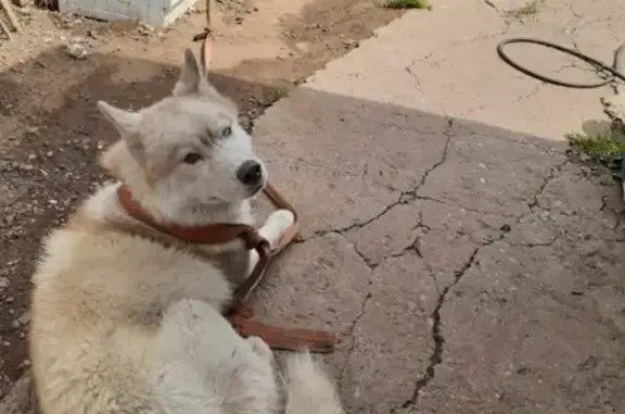 Собака найдена на Петровском рынке, отдам при предъявлении фото и клички.