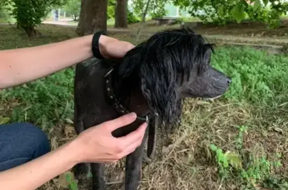 Найдена собака в парке Победы, Севастополь