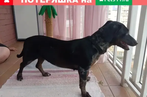 Собака Такса найдена на Предмостной площади