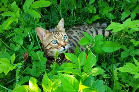 Пропала Бенгальская кошка в деревне Настасьино, Московская область
