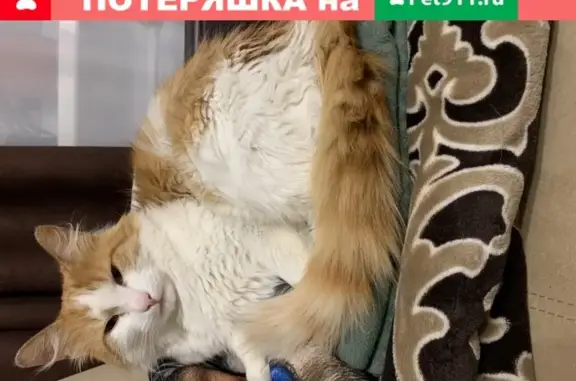 Найден кот в Тушино с зелёным ошейником