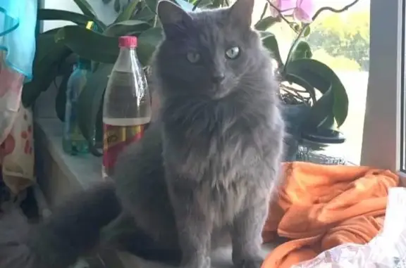 Кошки потеряшки, Санкт-Петербург, фото: Потеряшка кошка 