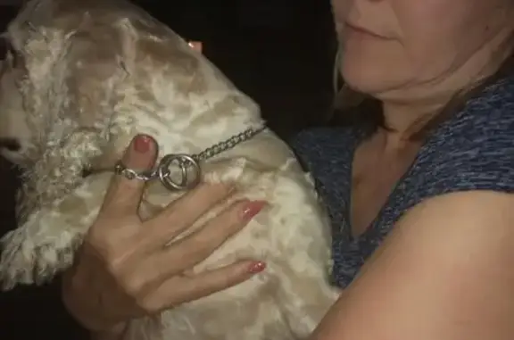 Собака-кокер спаниель найдена в Саратове