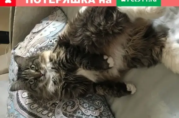 Пропала кошка Сёма в СНТ Салтыково, помогите вернуть!