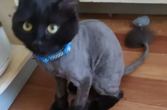 Кошки потеряшки, Тольятти, фото: Потеряшка кот Бусик возле б-р Королева д 5.