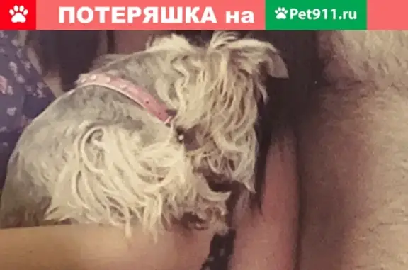 Пропала собака в СНТ Солнечный, Барнаул