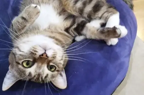 Кошки потеряшки, Новосибирск, фото: Потеряшка кошка Кошечка в Новосибирске.