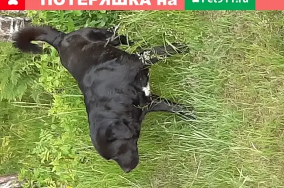 Найдена собака возле Гладышевского озера, без ошейника, голодный