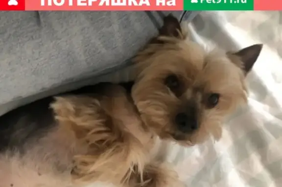 Пропала собака без ошейника в Ленобласти