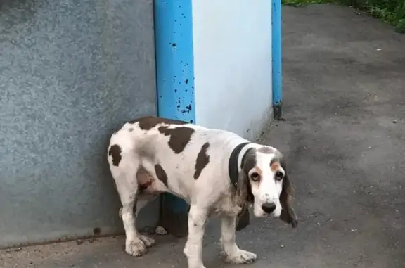 Найдена собака на Шоссейной улице в Люберцах