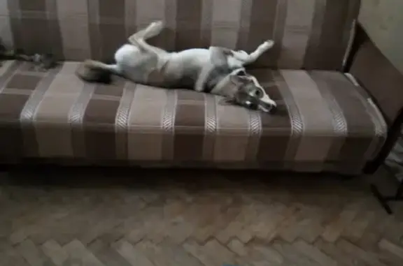 Потерян щенок в Санкт-Петербурге, метро Спортивная
