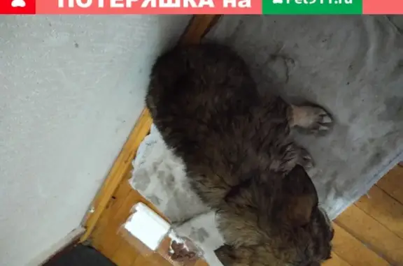 Найден щенок у магазина в Томске