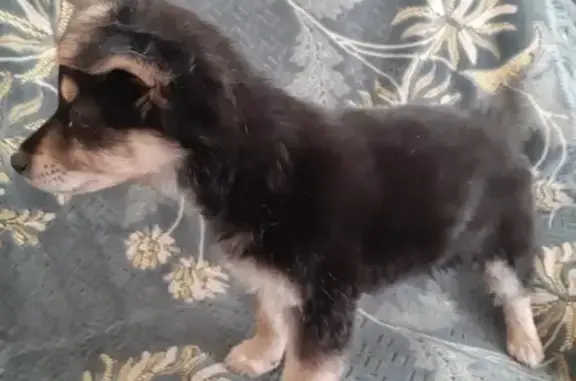 Найден щенок на улице Кореновская, 39