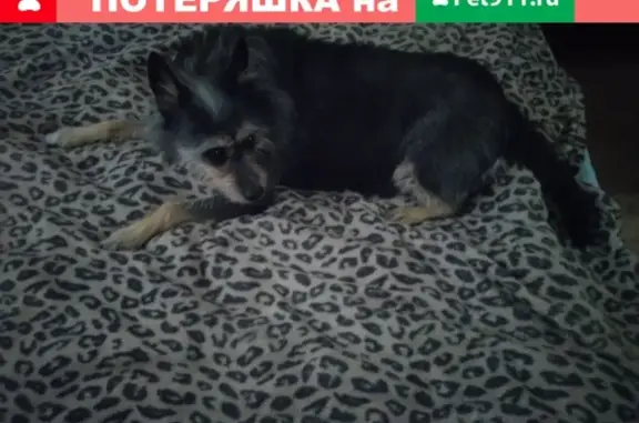 Собаки потеряшки, Томск, фото: Потеряшка собака в Томске, микрорайон Каштак-4