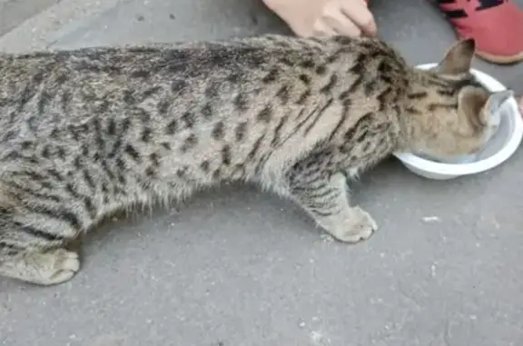 Потерянный кот на ул. Красный Путь, Омск