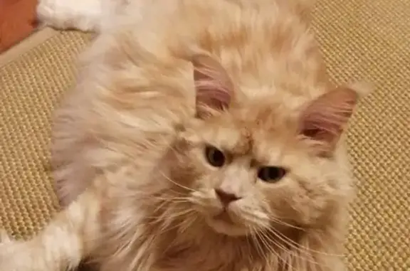 Кошки потеряшки, Ярославль, фото: Потеряшка кот породы мейн-кун в Ярославской области, вознаграждение.