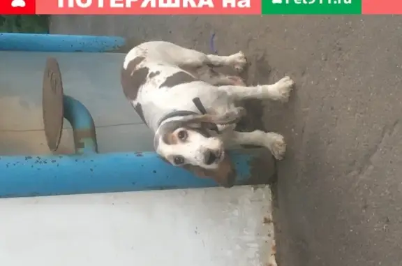 Найдена собака Спаниель в Люберцах
