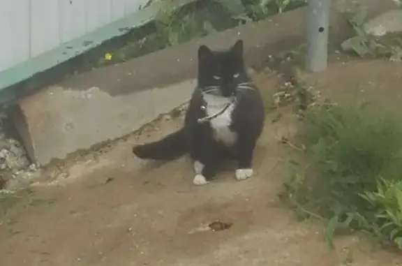Найдена кошка на территории завода в Ярославле