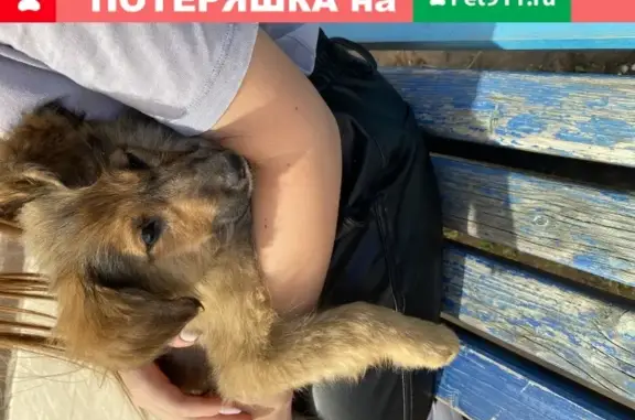 Найден щенок на ул. К. Либкнехта, д. 22, Курск