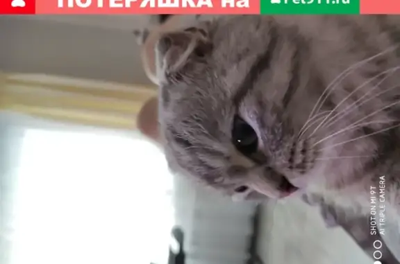 Потерянные животные Смоленск, фото: Пропала кошка Мика, Брылевка 20.