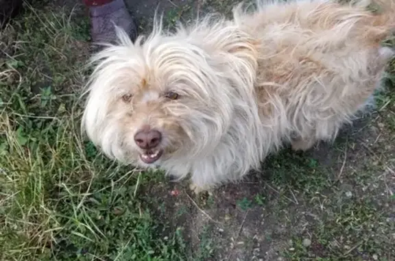 Найден светло-рыжий пес в Ставрополе
