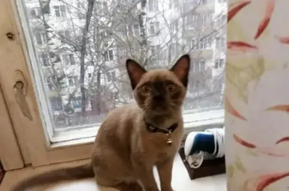 Пропала кошка на ул. Керченская д10, к2 в Москве
