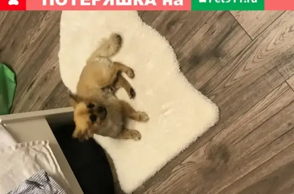 Собака найдена на киевском шоссе, деревня Алабино