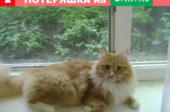 Кошки потеряшки, Новосибирск, фото: Потеряшка кот Мурзик в Академгородке, ул. Терешковой, 4