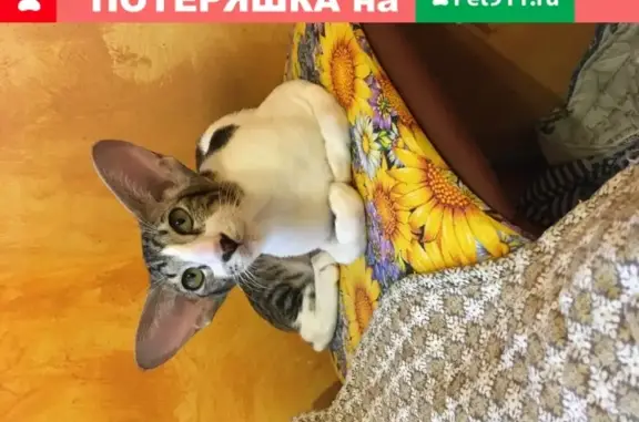 Пропала ориентальная кошка в Москве, вознаграждение.