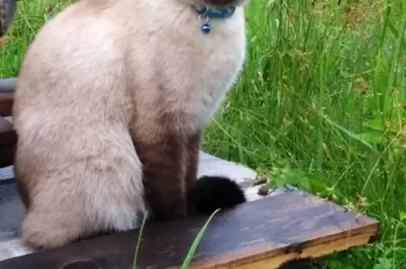 Пропала кошка Люся из СНТ Изумрудное озеро