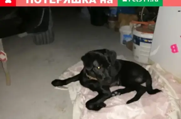 Найден щенок лабрадора на набережной, Новороссийск