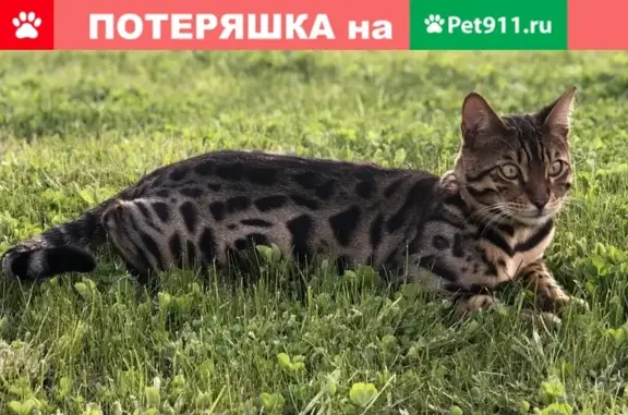Пропал кот Аркаша в СПК Простор (Московская область)