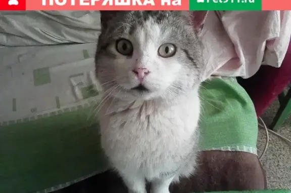 Пропала кошка в лечебнице в Волгограде