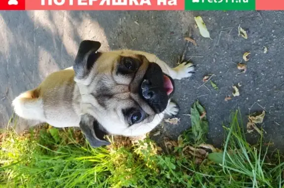 Найдена собака в Чехове
