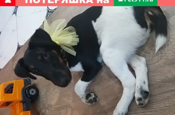 Пропал щенок фокстерьера в Свердловской области, деревня Фомино, вознаграждение.