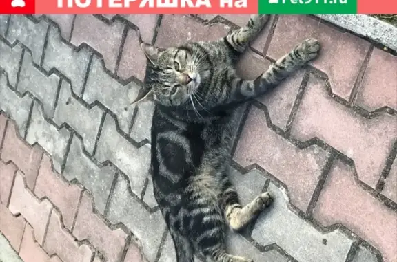 Найден домашний кот в Ленобласти, ищет хозяев.
