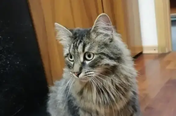 Найден ласковый толстячок-кот на Захарьевской, 37