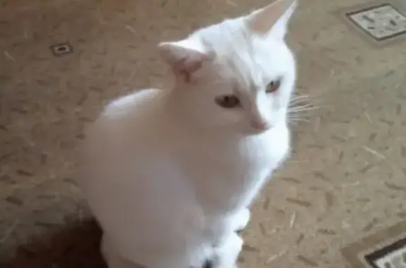 Пропала белая кошка на ул. Советская, 36