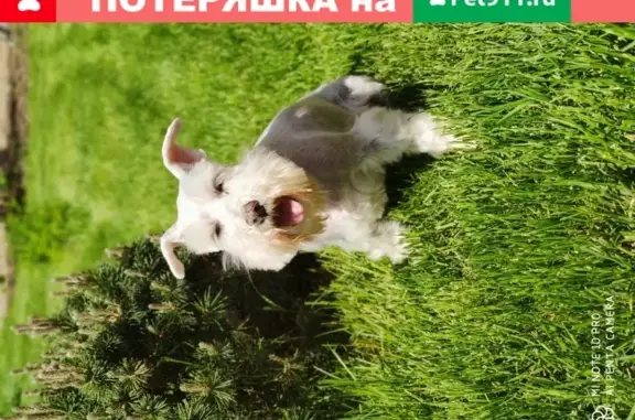 Пропала собака Бальбина на ул. Маяковского, Щёлково