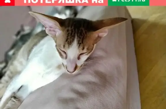 Пропала кошка в Фестивальном мкр, ул. Атарбекова, 28