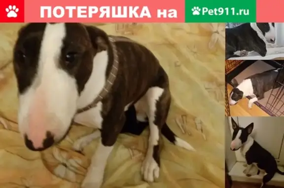Пропала собака Лора, вознаграждение 30000, Москва.