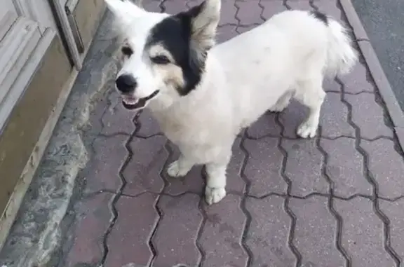 Найдена собака метиса корги на Обводном канале
