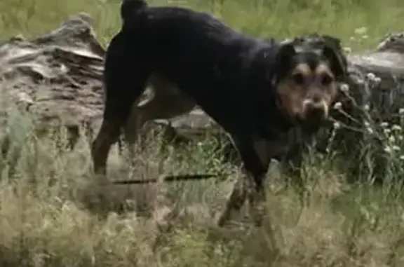 Найдена чёрная собака в посёлке Лесной, Энгельс