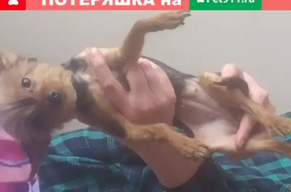 Пропала собака в Дмитровском округе